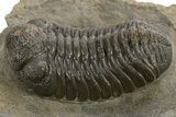 Detailed Morocops Trilobite - Morocco #325993-1